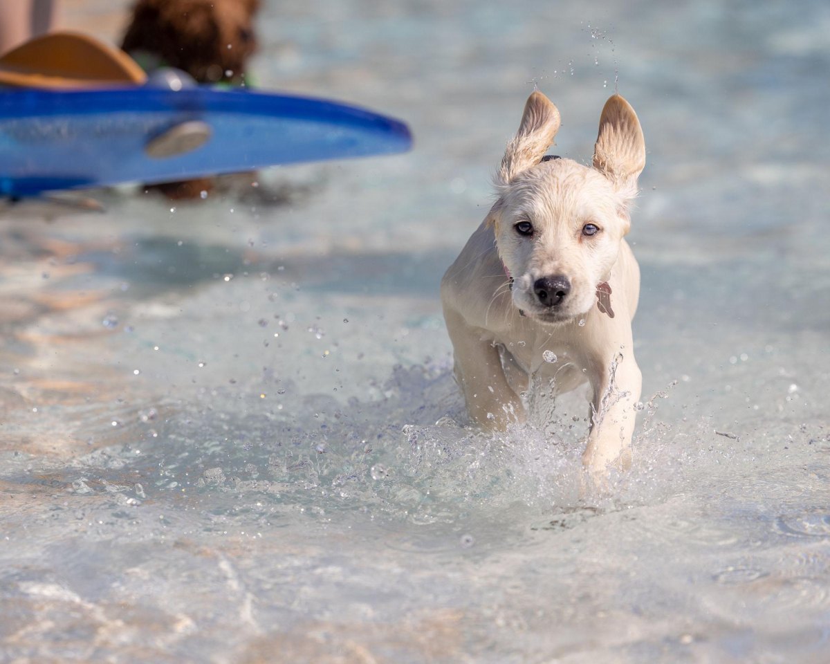 Puppy playing in shallow water