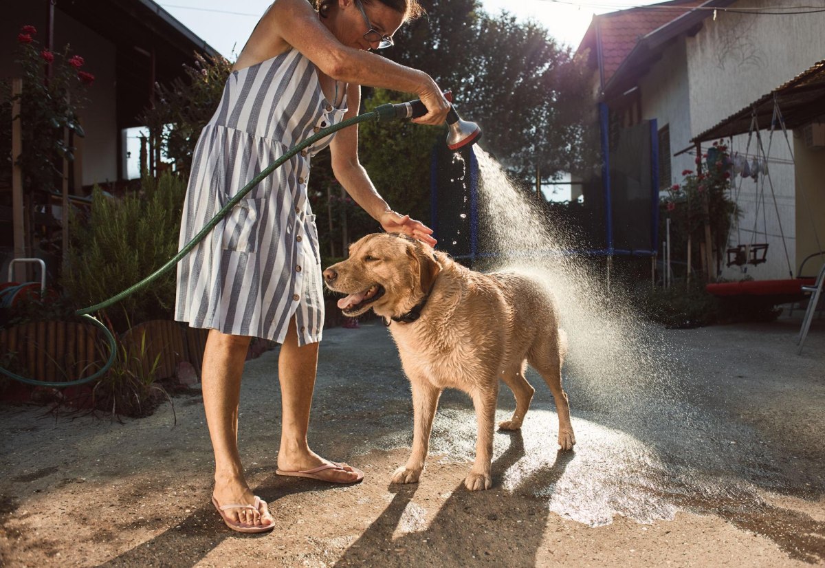Senior dog enjoying gentle water play