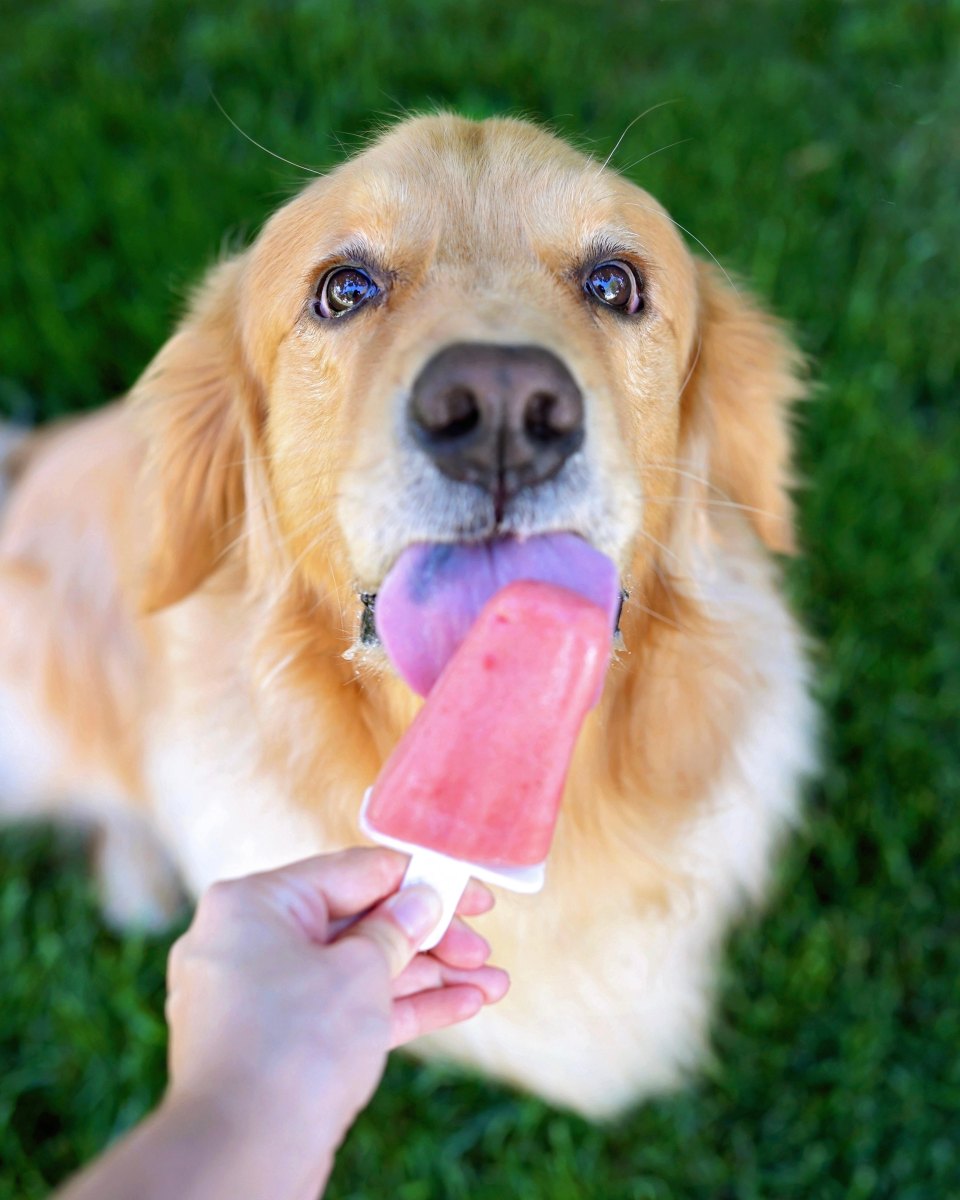 Watermelon puppy popsicles summer
