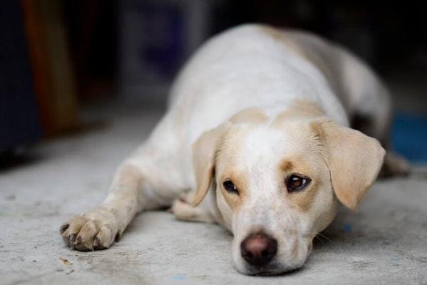 Weak dog lying down after poisoning
