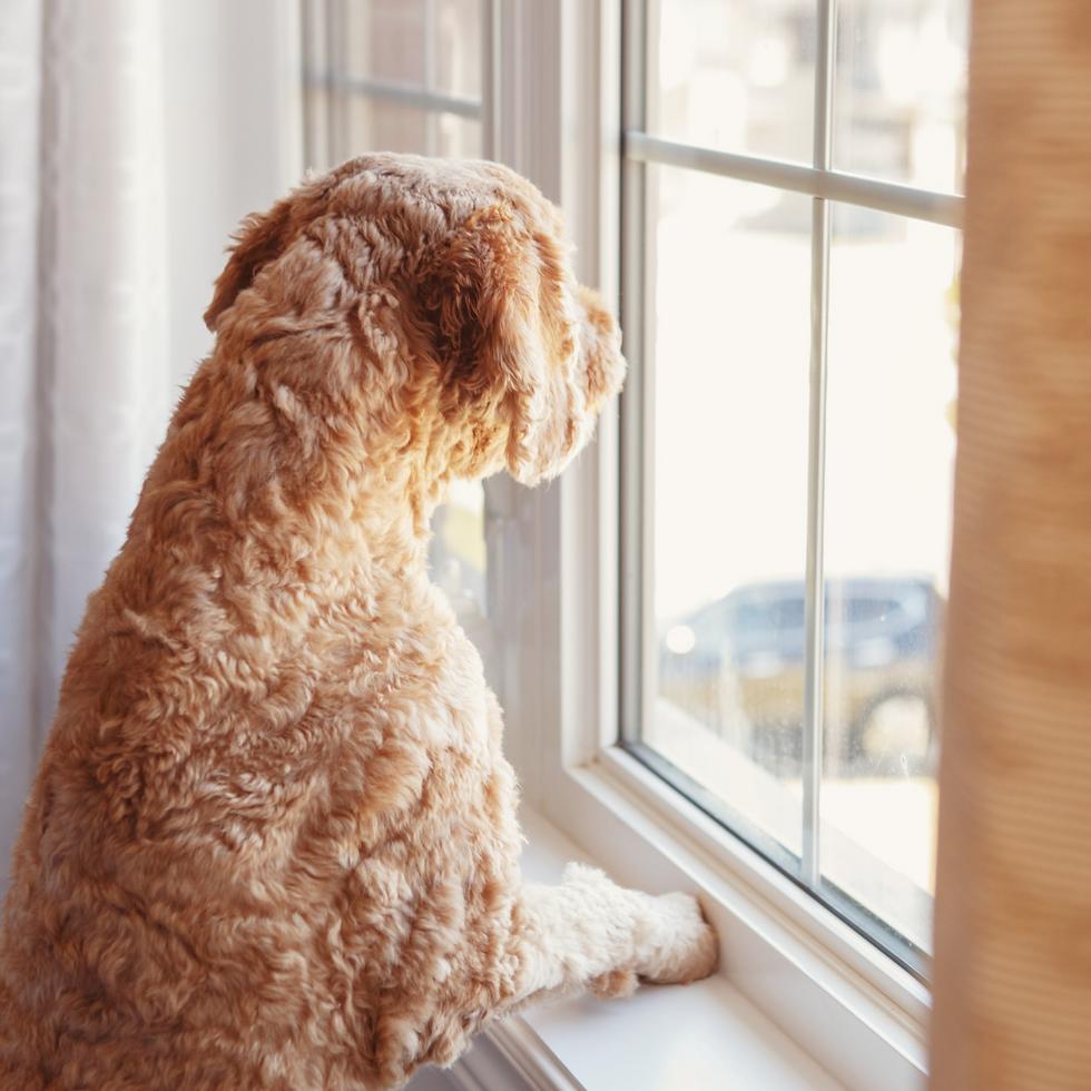 Dog watching window