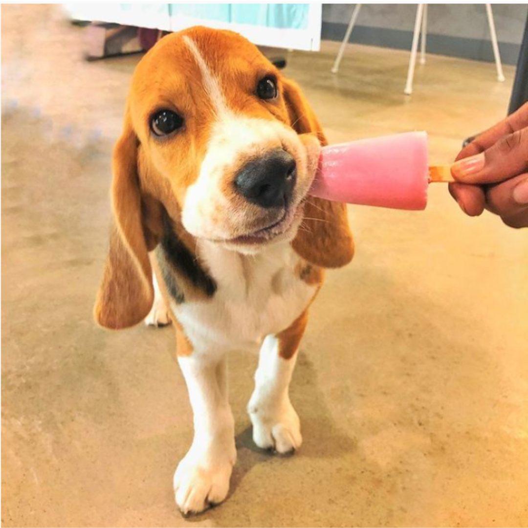 Yogurt puppy popsicles for dogs
